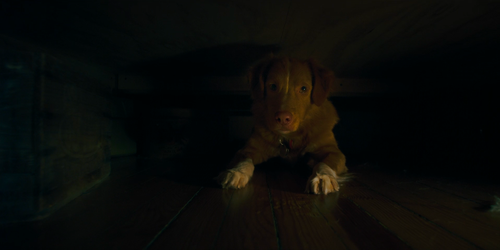 Good Boy